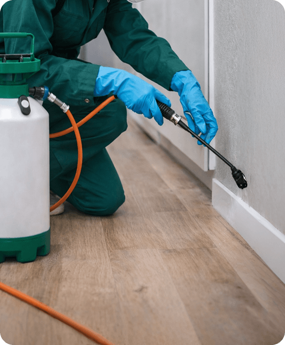 Désinsectisation, dératisation et désinfection